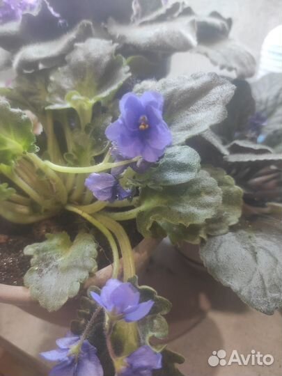 Фиалки продажа