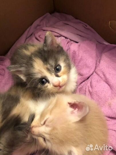 Отдам котят В добрые руки