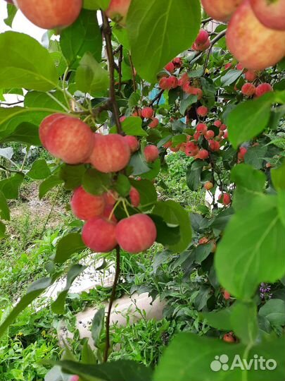 Продам яблоки полукультурка