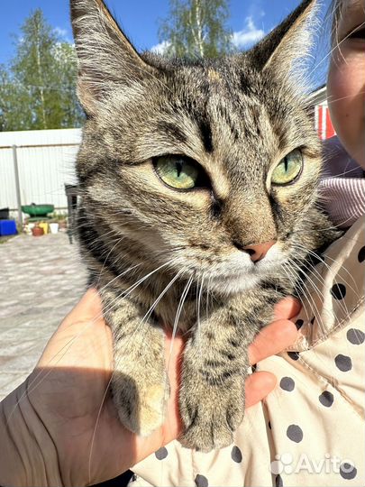 Кошка в дар