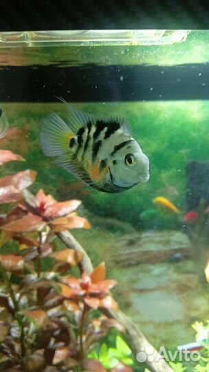 Аквариумные рыбки