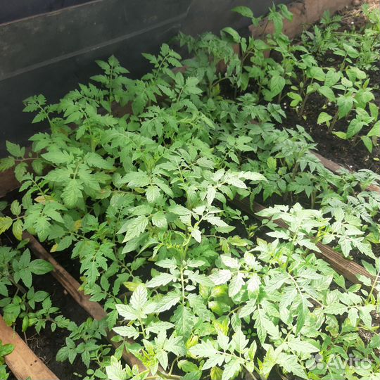 Рассада помидор, перцев, баклажан