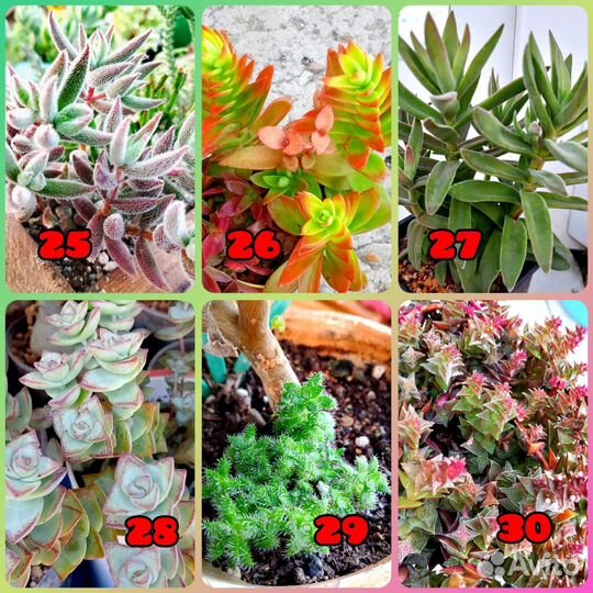 Суккуленты срезы