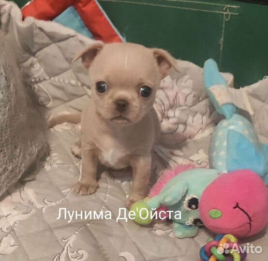 Сладкий Кексик