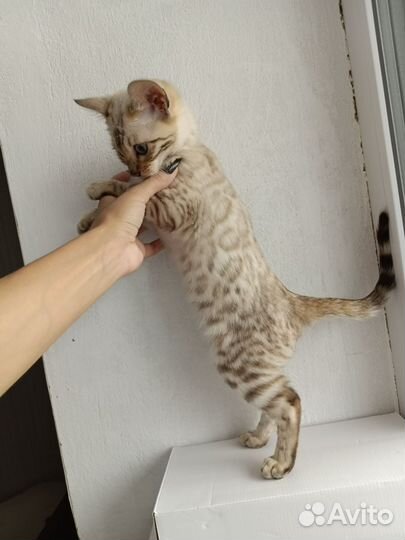 Бенгальский котëнок