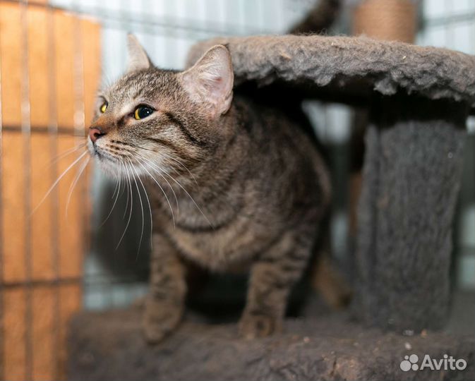 Кошки в добрые руки