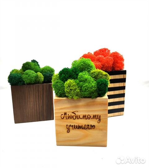 Куб со стабилизированным мхом на подарок учителю