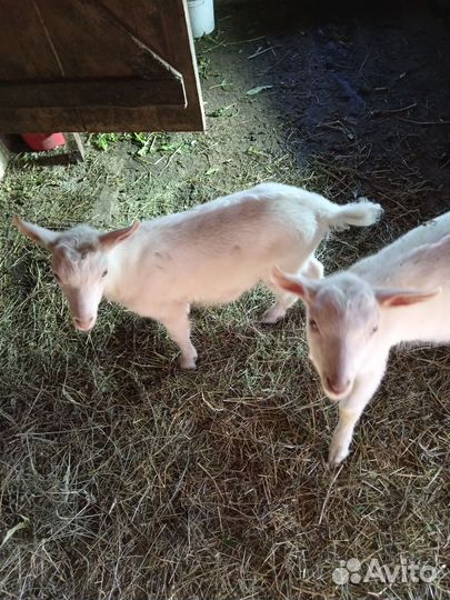 Козлики зааненские