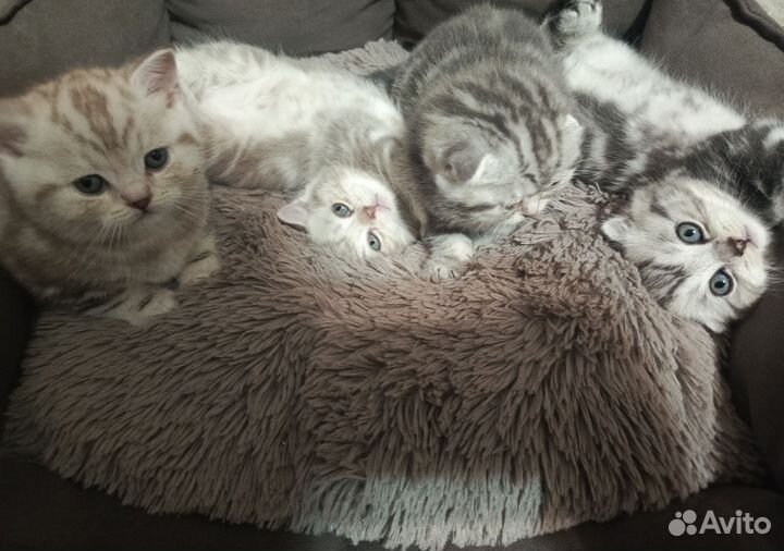 Шотландские вислоухие котята