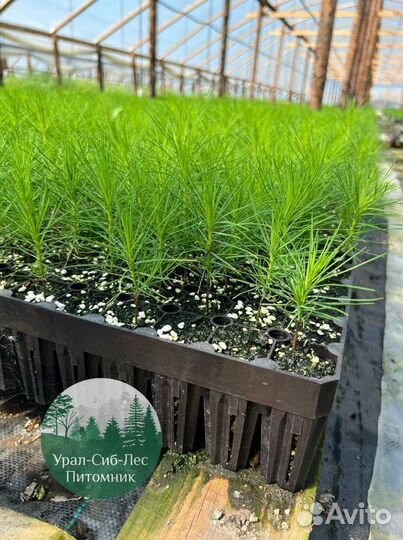 Сеянцы зкс Сосна Ель Лиственница окс Голуб Горн