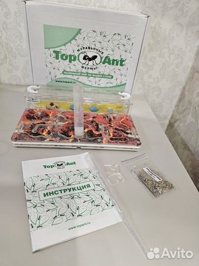 Муравьиная ферма средняя с муравьями