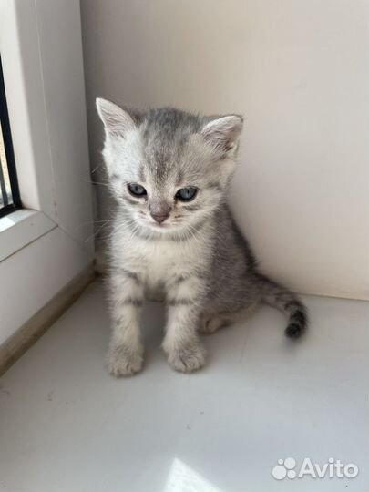 Шотландские котята