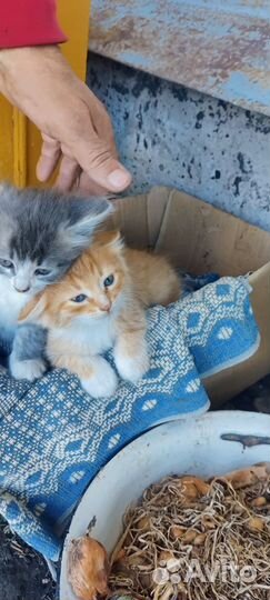 Котята ищут дом