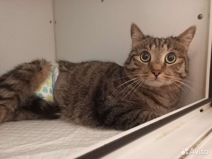 Отдам котика отказника в добрые руки