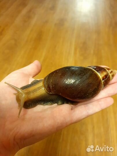 Улитки ахатины