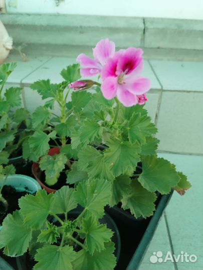 Пеларгония герань сортовая