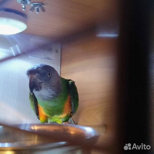 Лечение Птиц и Попугаев, Приют/Передержка