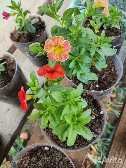 Рассада калибрахоа
