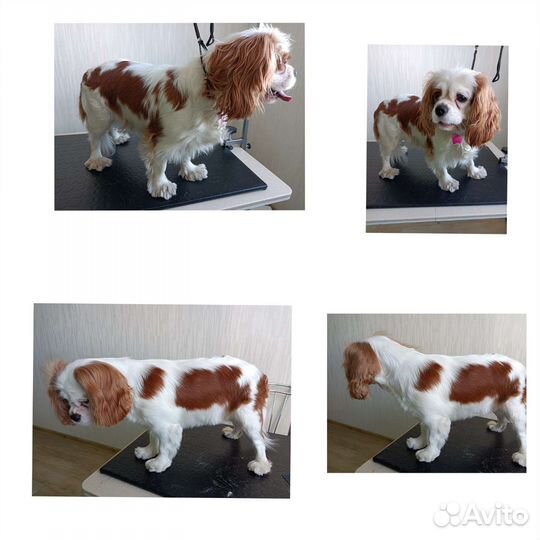 Услуга грумера