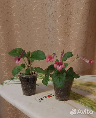 Синнингия мини