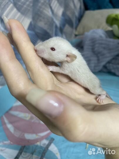 Крысы дамбо