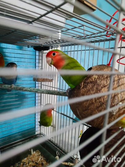 Кокос вываренный