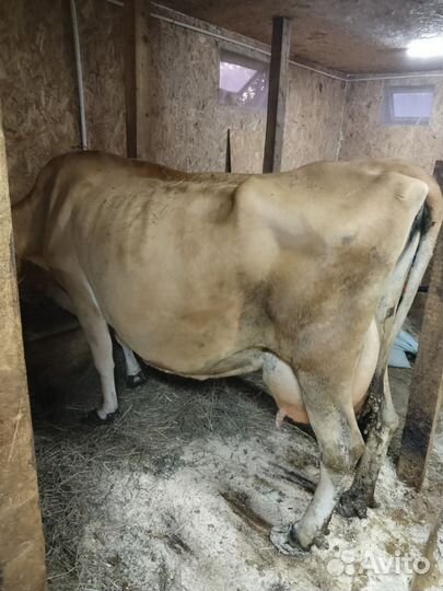 Джерсейская корова