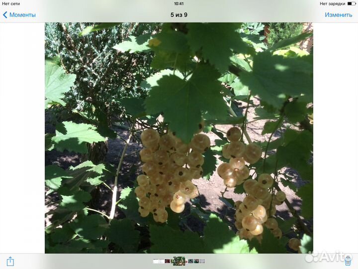 Смородина золотистая,черная,красная,розовая,белая