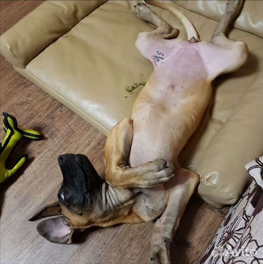 Лежанка для собак любых размеров