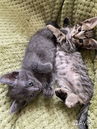 Котята в добрые руки бесплатно