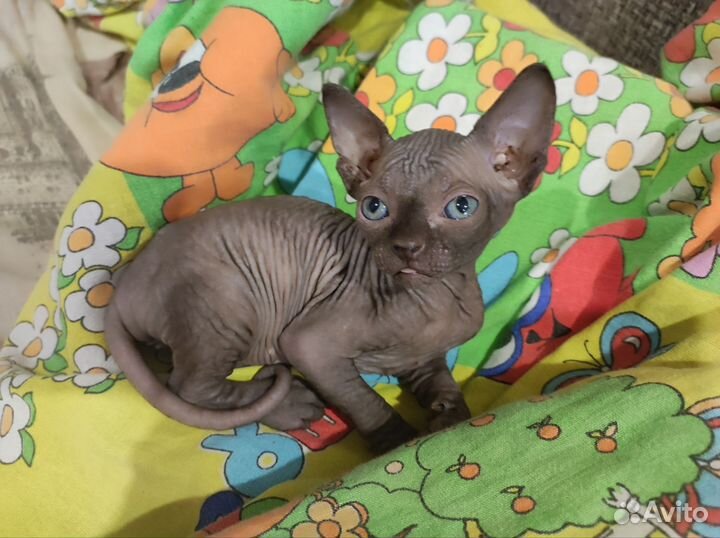 Котята сфинкс