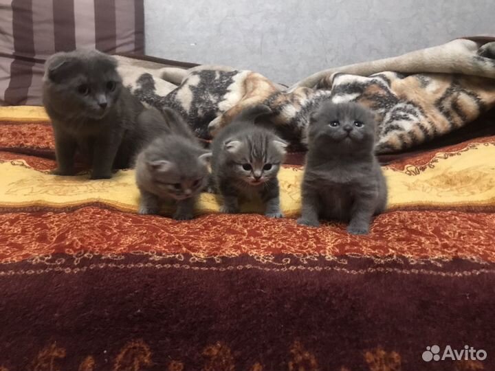 Продам котят