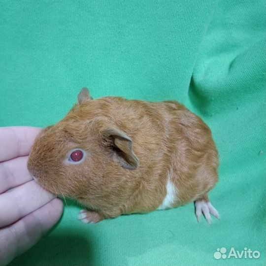 Морские свинки