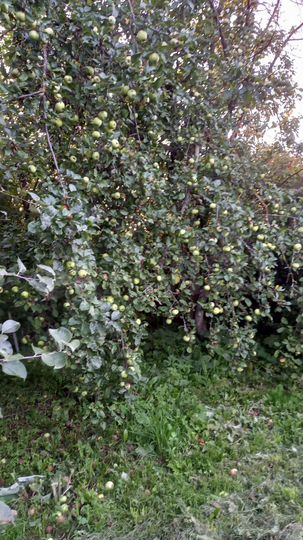 Дом 74 м² на участке 16,4 сот.