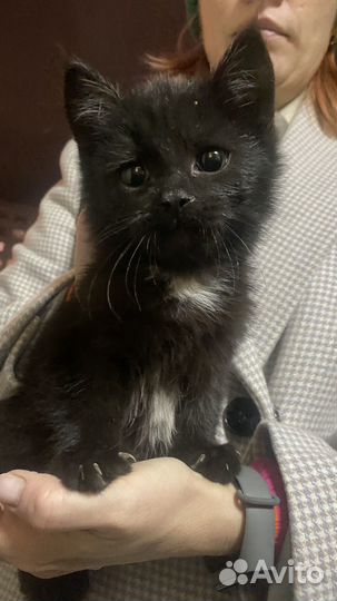 Котенок в добрые руки