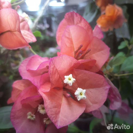 Бугенвиллия