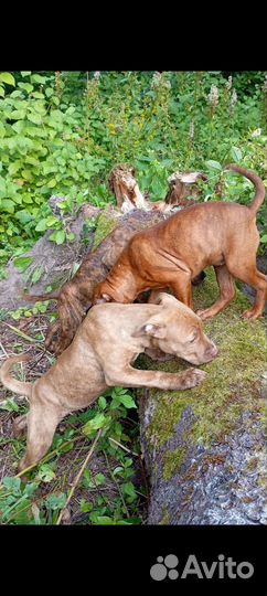 Питбультерьер