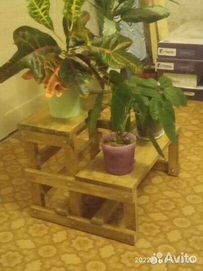 Цветочница уличная