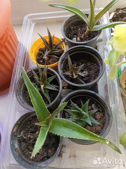 Комнатные растения