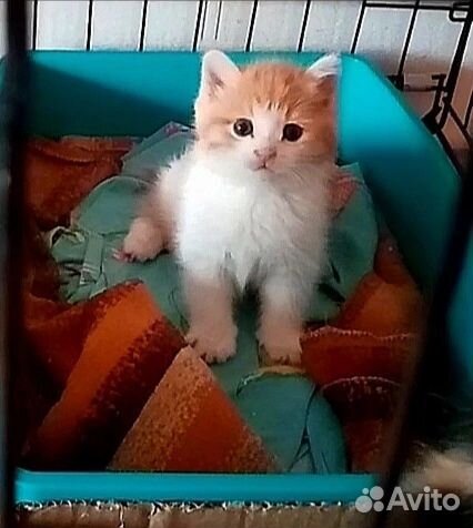 Малышки ищут дом