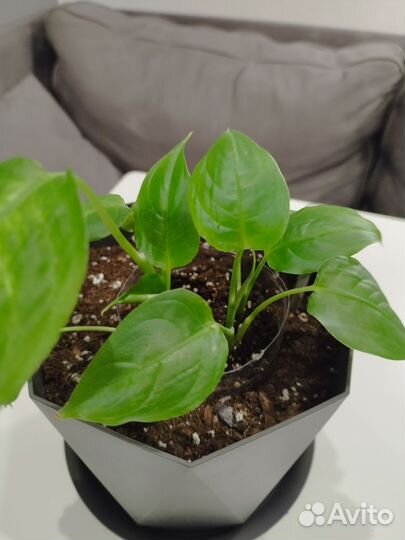 Диффенбахия