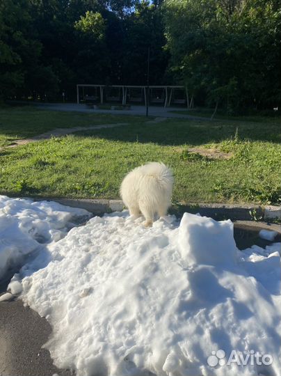 Вязка Самоедская лайка, самоед