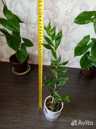 Эсхинантус жар птица