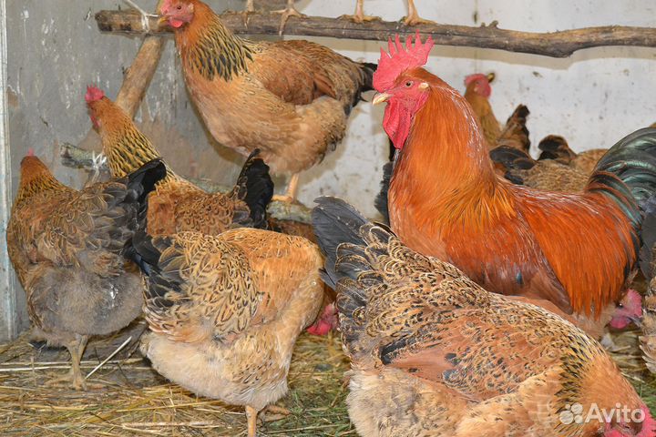 Инкубационное яйцо цыплята