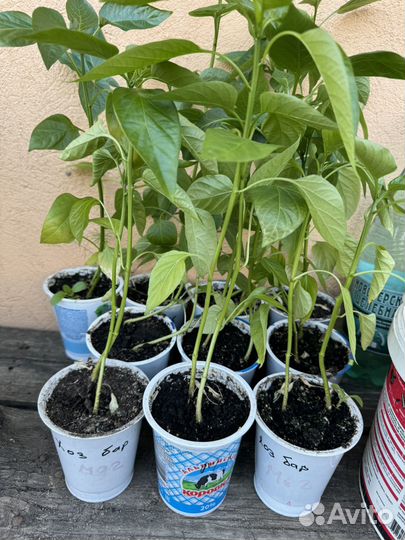 Рассада перца