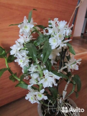 Дендробиум