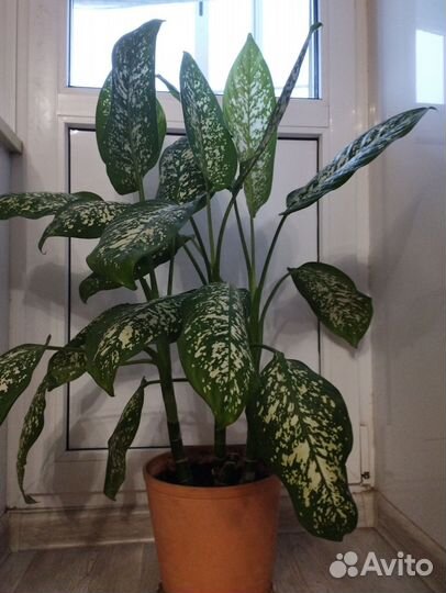 Диффенбахия