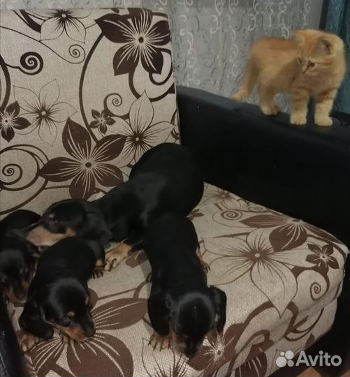 Карликовая такса щенки