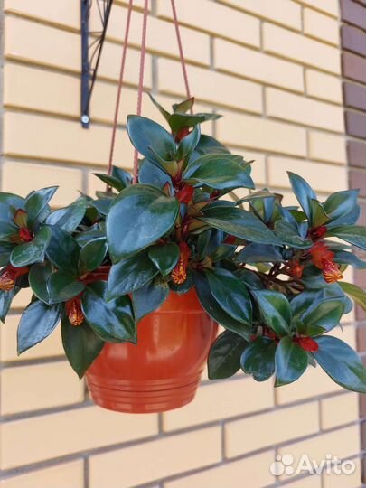 Валотта. Нематантус