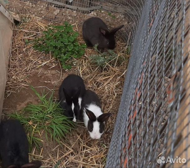 Кролики мясных пород 1,5 месяца